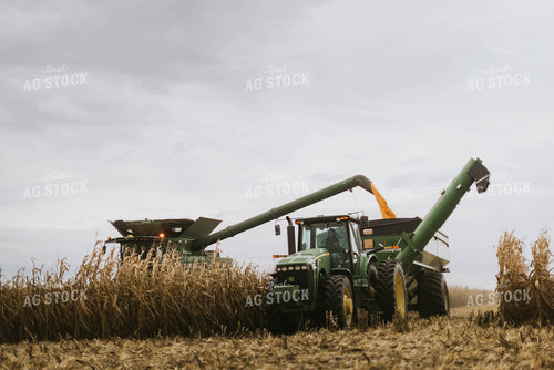 Corn Harvest 8582
