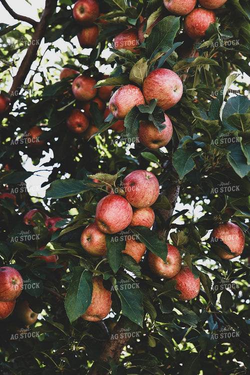Apples in Tree 252000