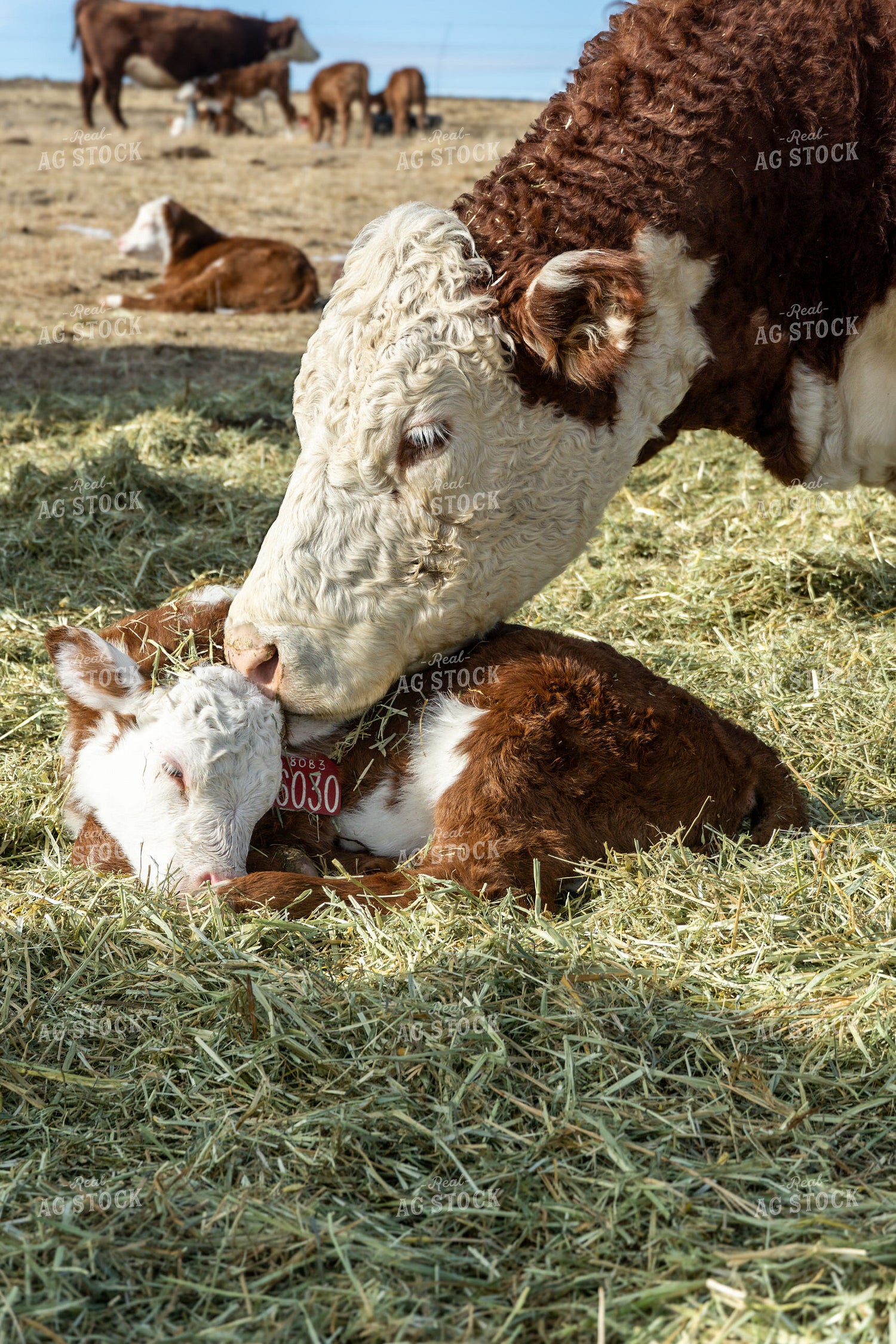 Hereford Cow Calf Pair 65590