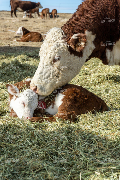 Hereford Cow Calf Pair 65590