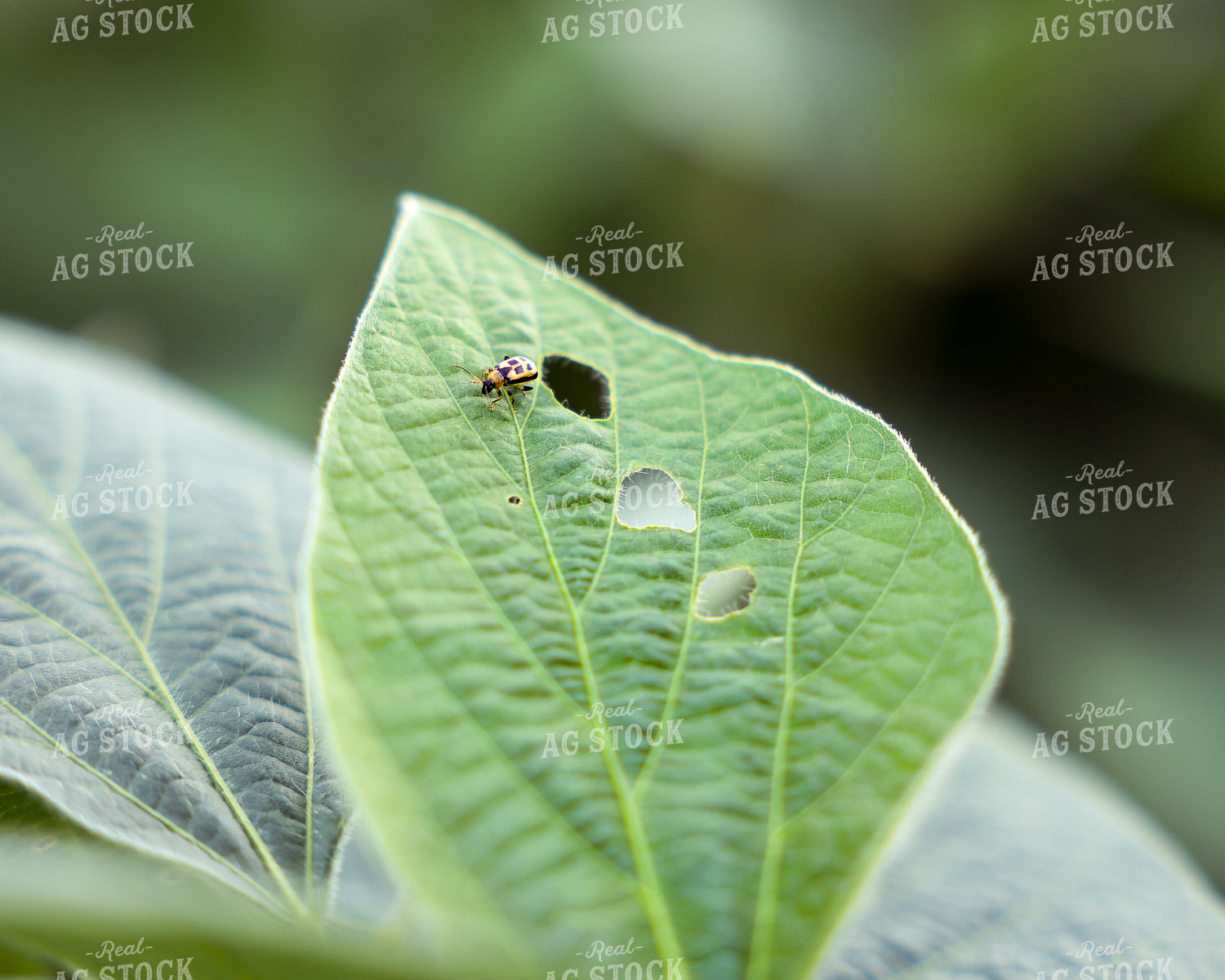 Aphid on Soybean Leaf 178147