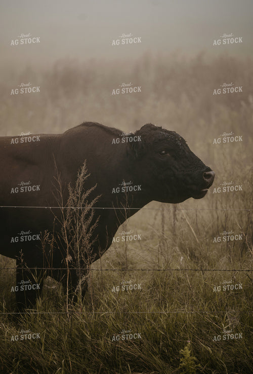 Cattle on Pasture 185247