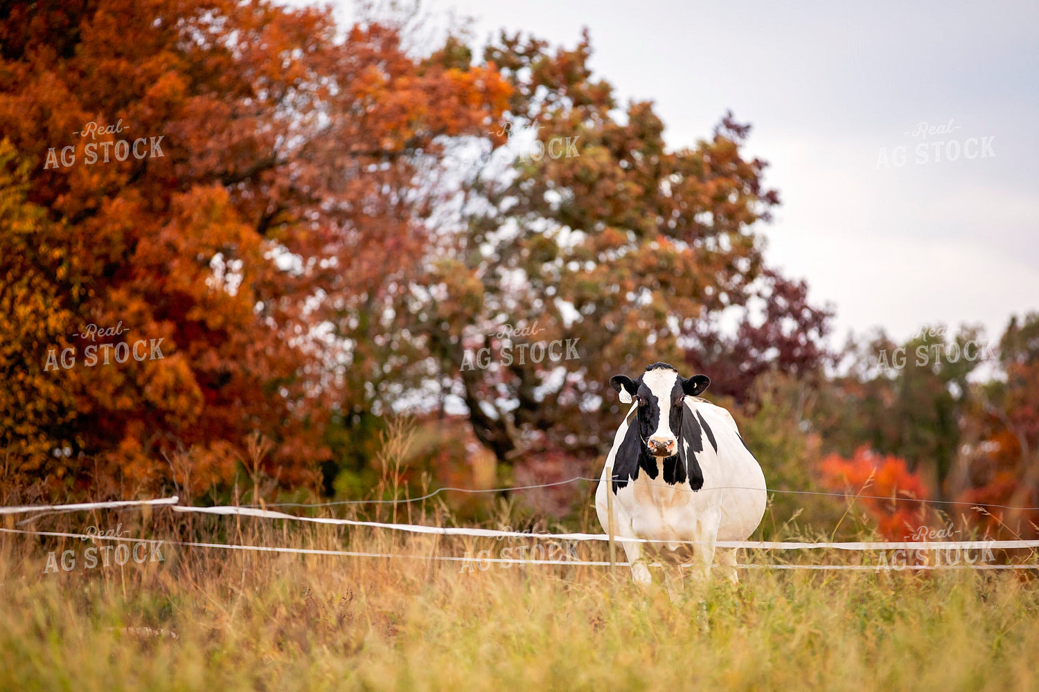 Dairy Cattle on Pasture 55202
