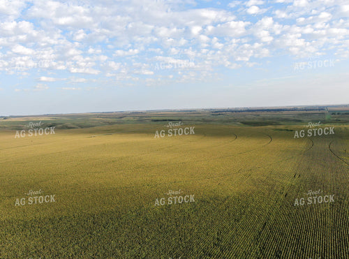 Aerial of Irrigated Corn Field 141052