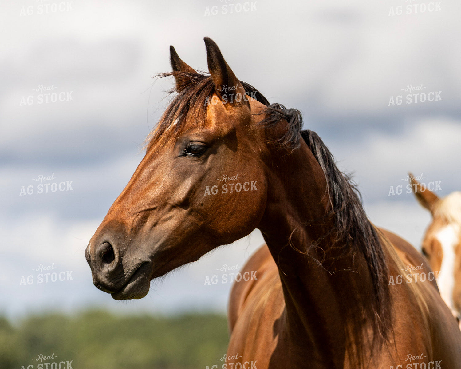 Horse on Pasture 305024