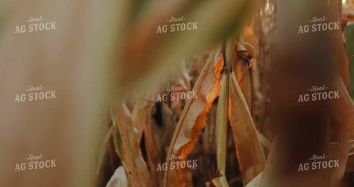 Setting Sun Peeping through Dried Corn Ear at Harvest 3936