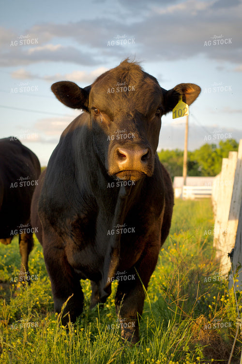 Angus Bulls on Pasture 251143