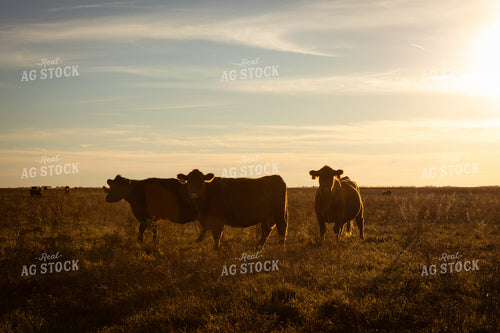 Cattle on Pasture 268244