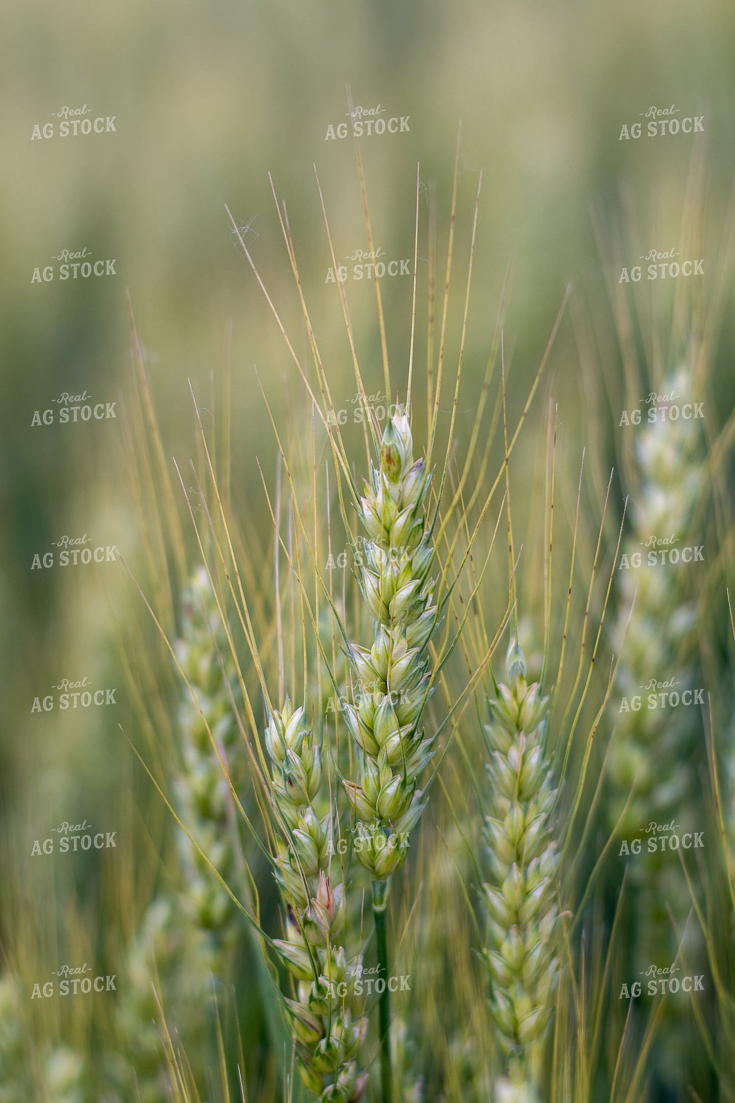 Midseason Wheat Field 50507