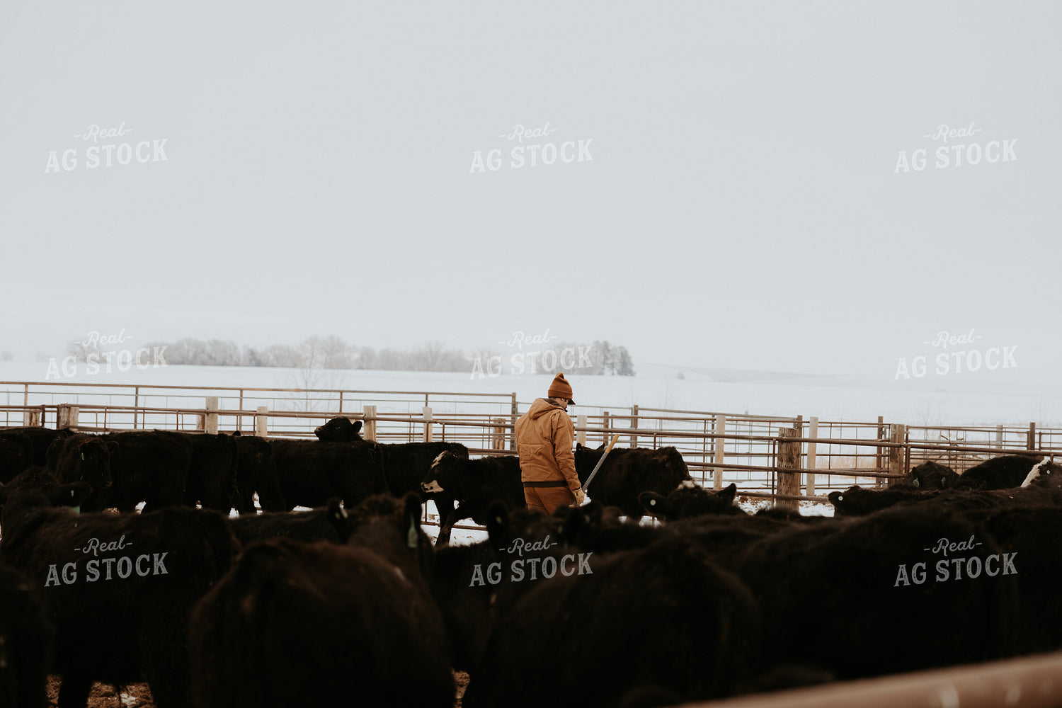 Rancher Walking in Cattle Pen 61234
