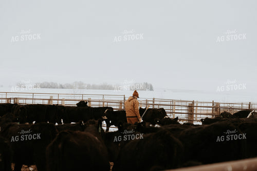 Rancher Walking in Cattle Pen 61234