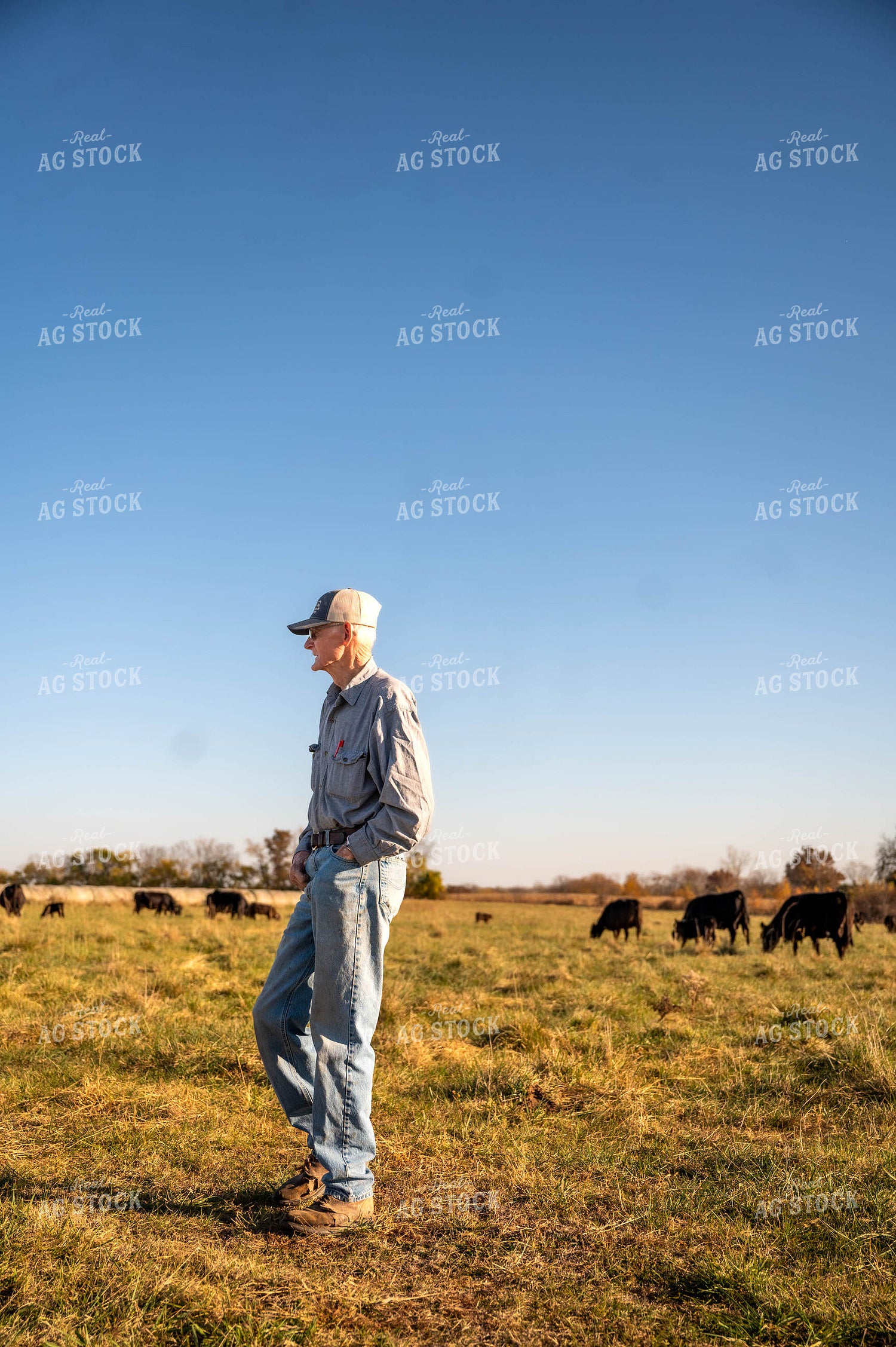 Farmer in Pasture 115474