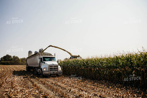 Chopping Corn Silage 152011