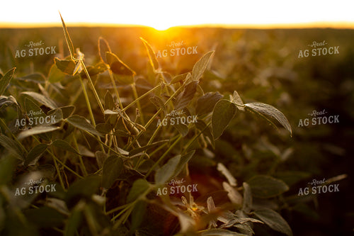 Soybeans - Mid-Season 4890