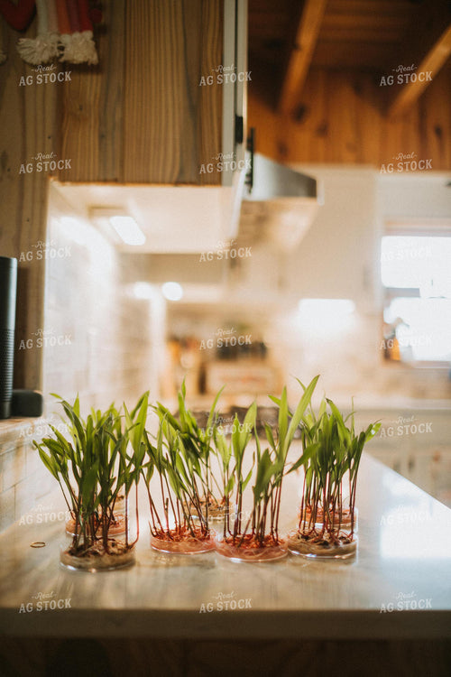 Corn Plants Growing in Petri Dishes 5559