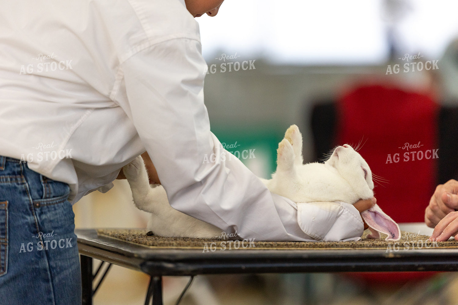 Showing Rabbits 295090