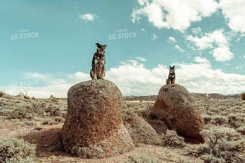 Ranch Dogs 58097
