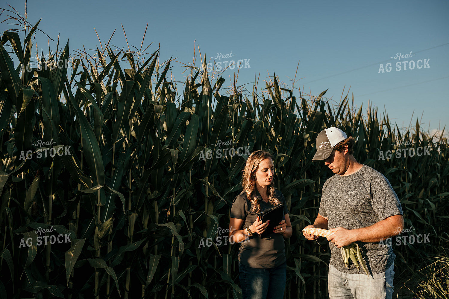 Farmer and Agronomist Corn Yield Estimate 3165