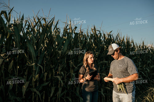 Farmer and Agronomist Corn Yield Estimate 3165