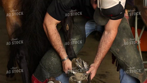 Farrier Fitting Horseshoes 52754
