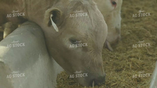 Charolais Cattle Eating at Feed Bunk 114091