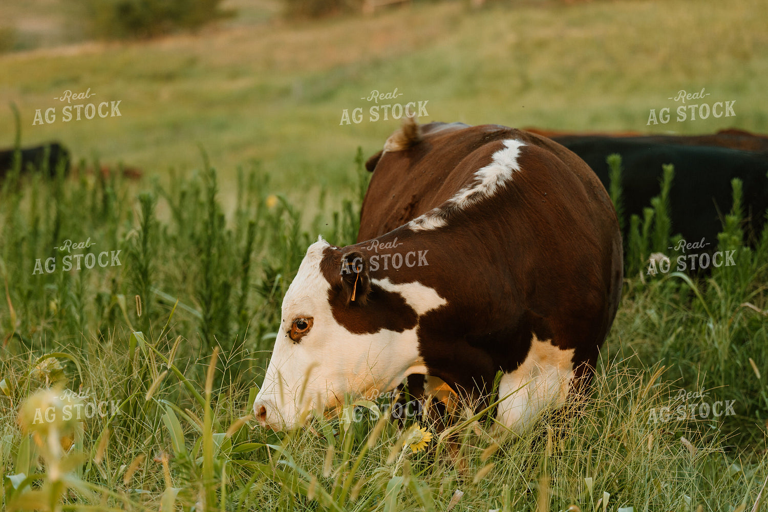 Hereford Cow on Pasture 125409