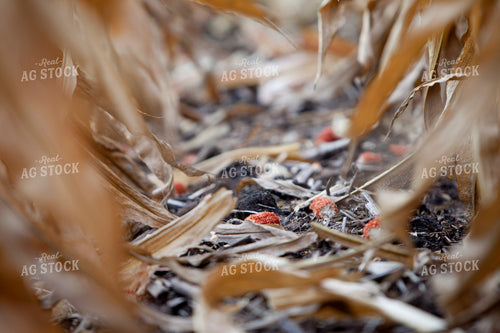 Corn - Dry 1332