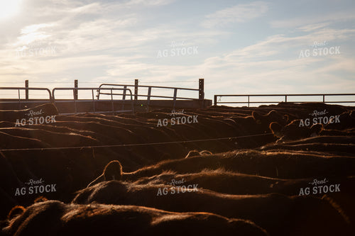 Cattle Lined Up at Feed Bunk 268397