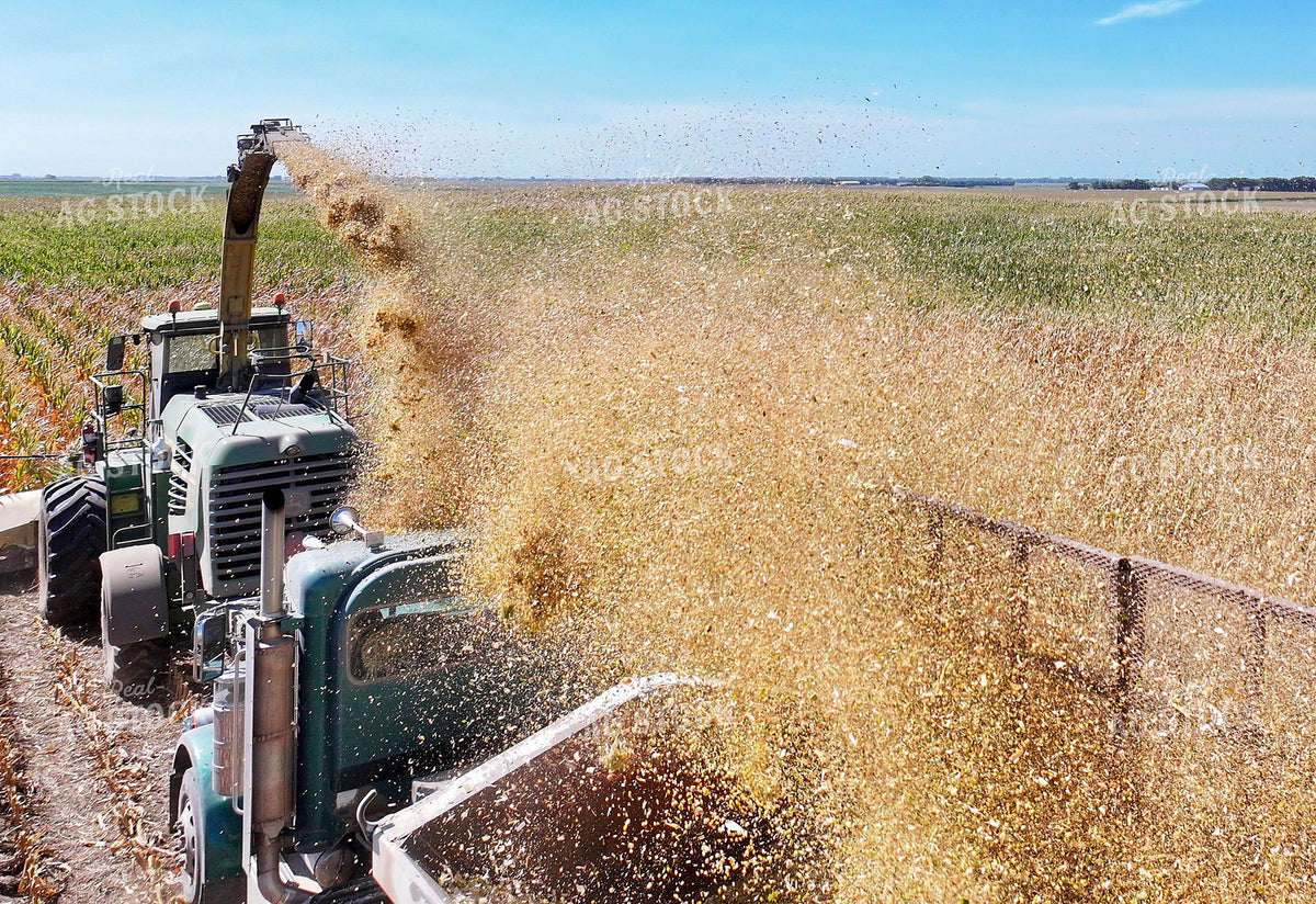 Silage Harvest 141765