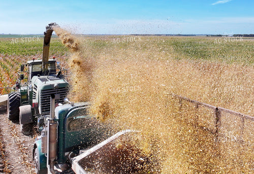 Silage Harvest 141765