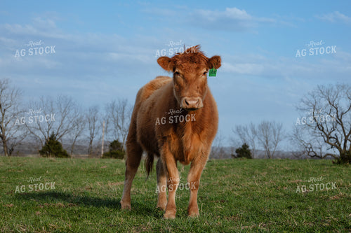 Angus Calf in Pasture 108039