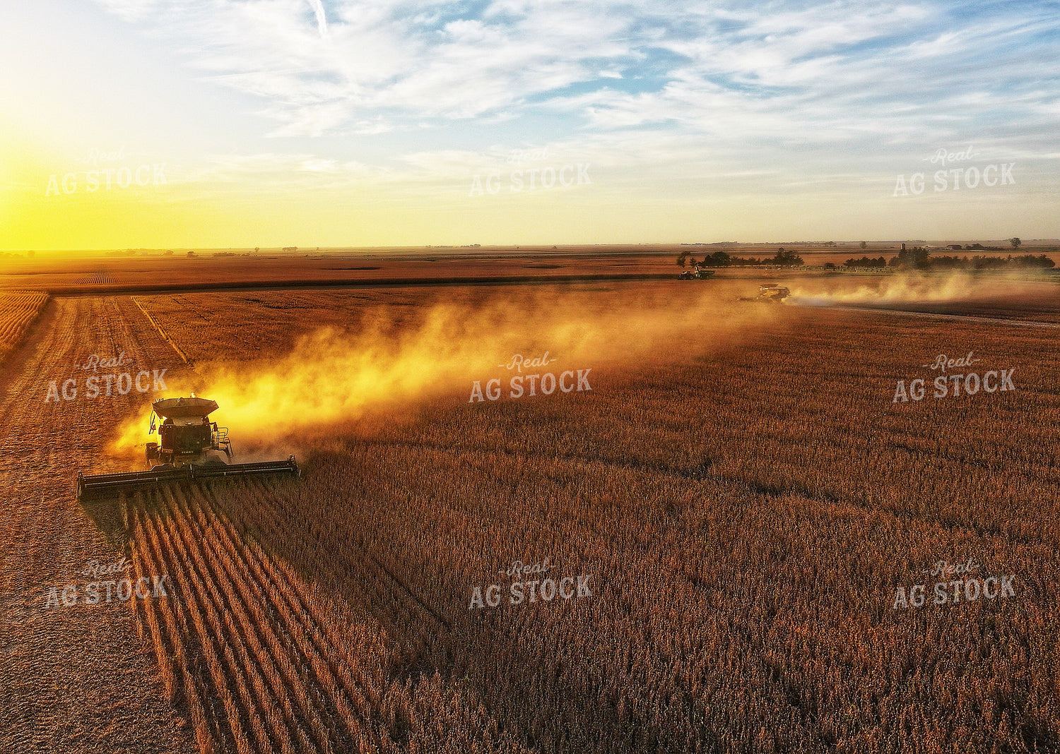 Soybean Harvest 141470