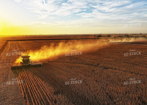 Soybean Harvest 141470