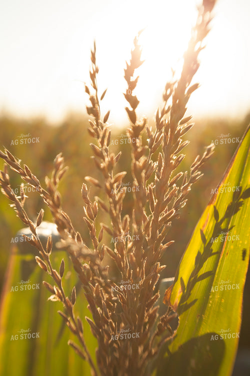 Corn - Mid-Season 1271