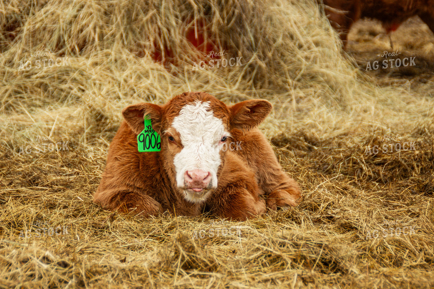 Calf 155119