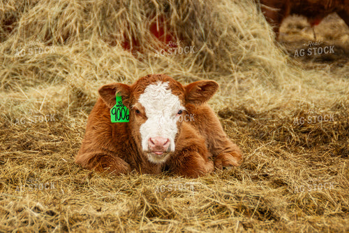 Calf 155119