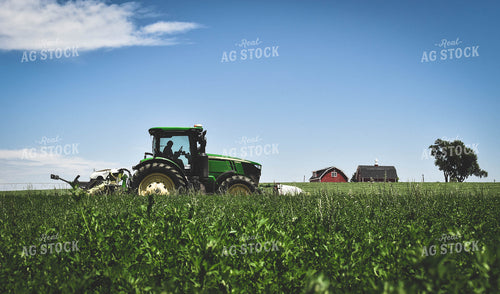 Alfalfa Field 56078