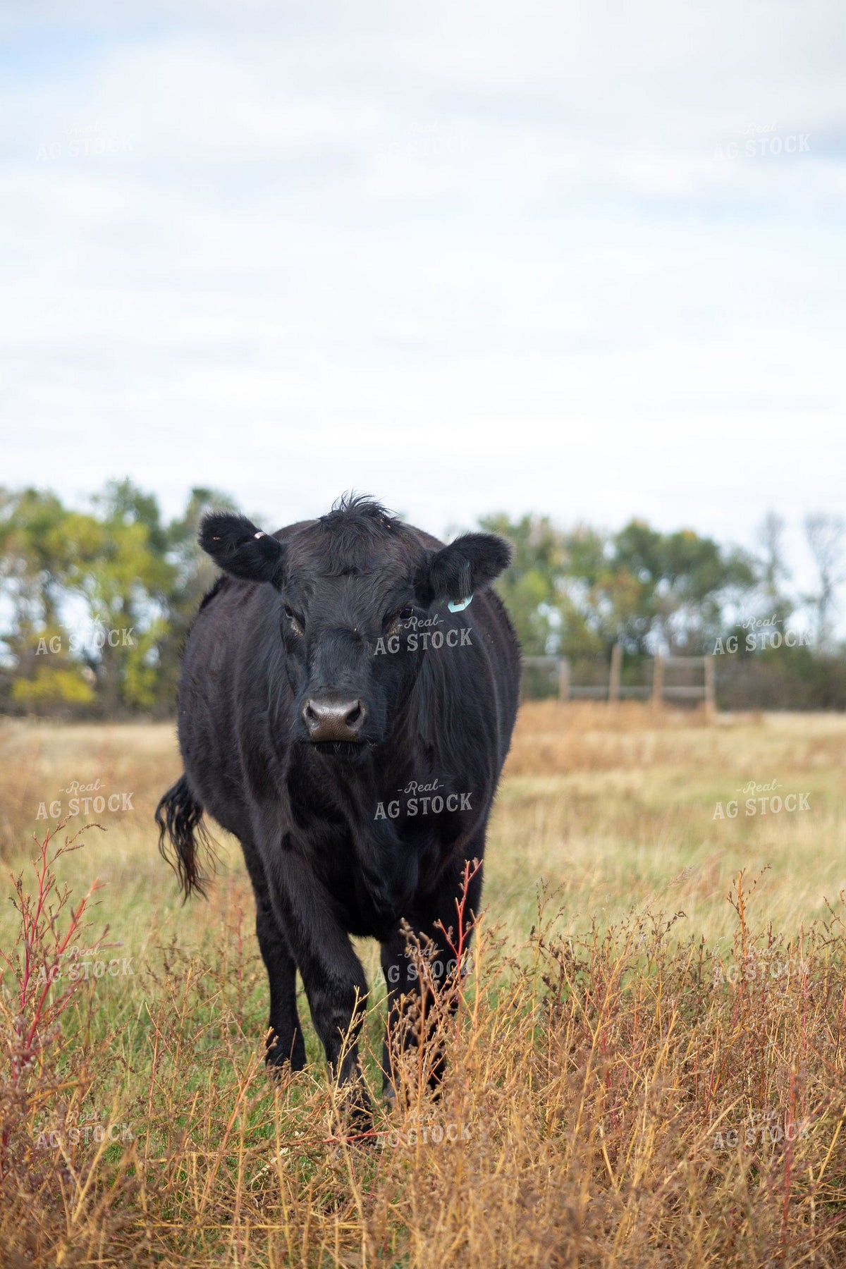 Black Angus Cow with Ear Tag Standing in Fall Pasture 406036