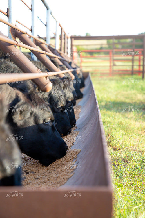 Cattle Eating from Feed Trough 208055
