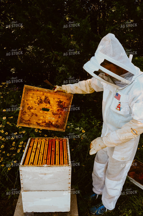 Beekeeper Handling honey bees 125036