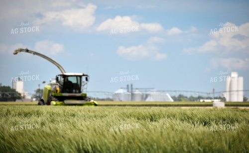 Wheat Hay Harvest 56120