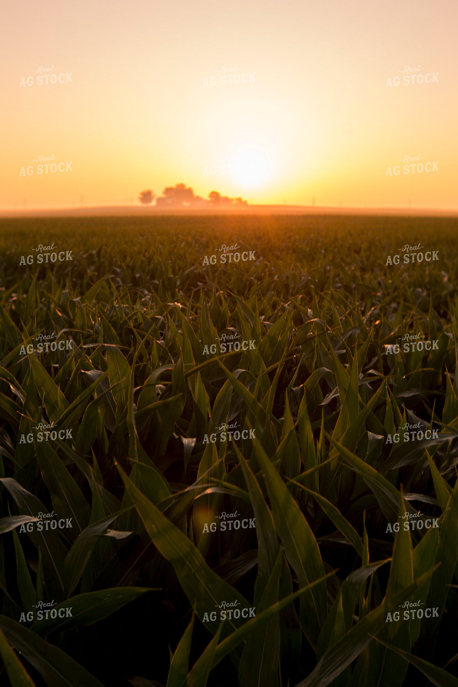 Corn - Mid-Season 1204