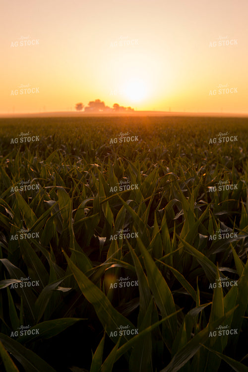 Corn - Mid-Season 1204