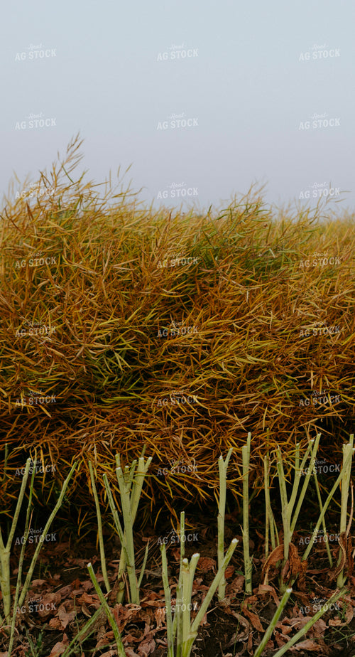 Semi Dried Canola Field 187212