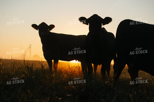 Black Angus Cattle on Pasture at Sunrise 219118