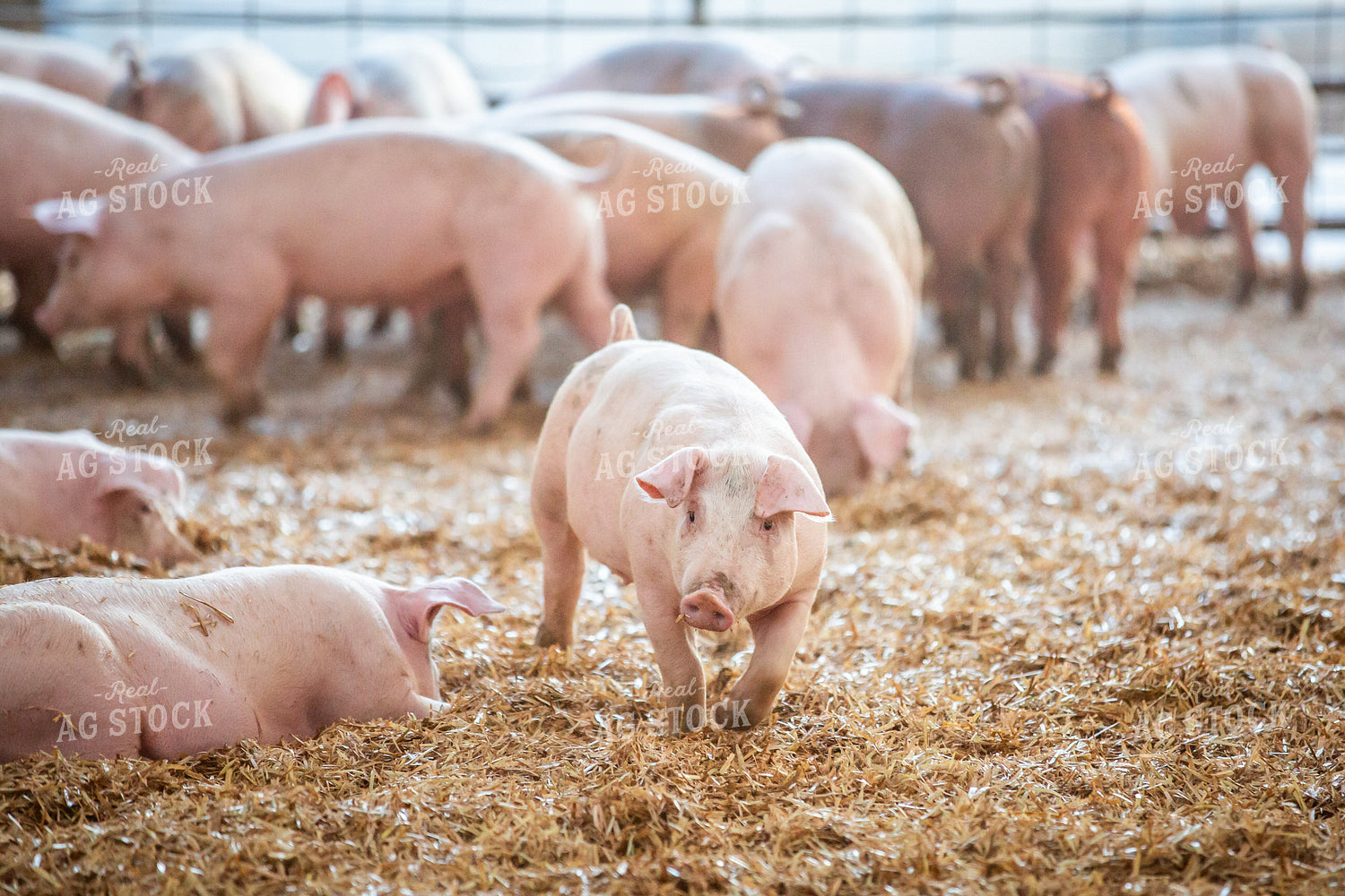Indoor Pigs 270525