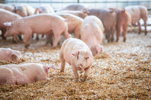 Indoor Pigs 270525