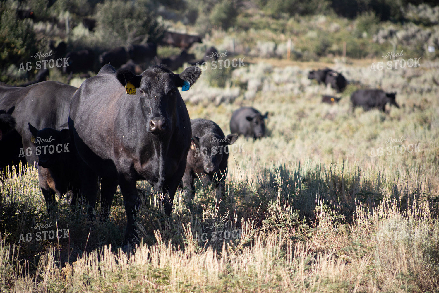 Cow Calf Pairs on Pasture 117373