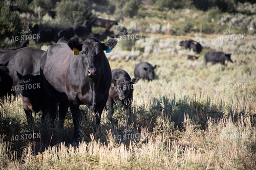 Cow Calf Pairs on Pasture 117373