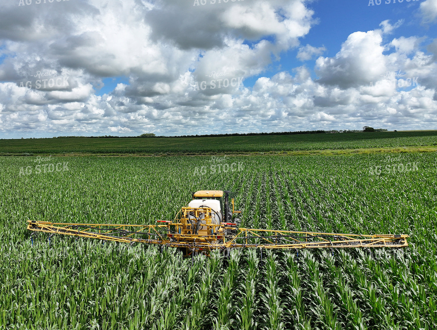 Y Dropping Corn 141359